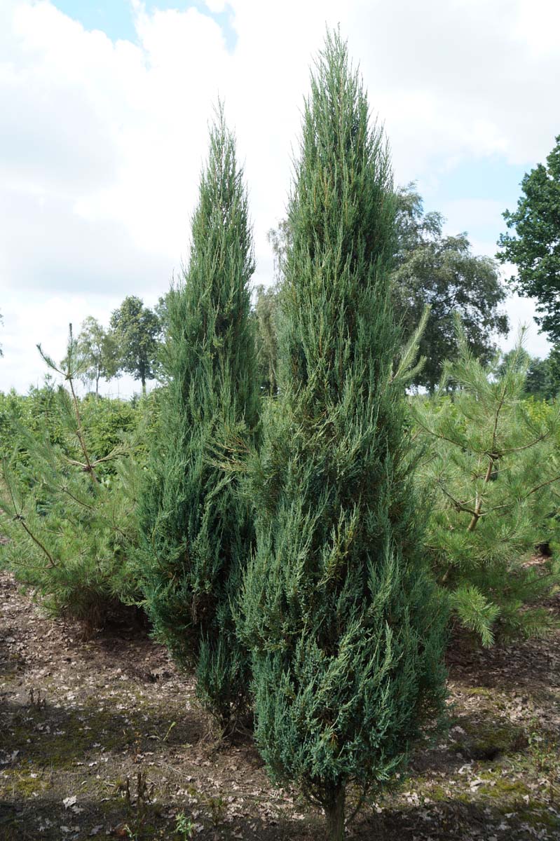 Juniperus scopulorum 'Blue Arrow' solitair