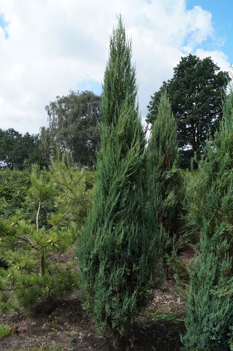Juniperus scopulorum 'Blue Arrow' solitair