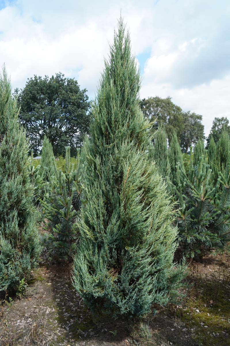 Juniperus scopulorum 'Blue Arrow' solitair
