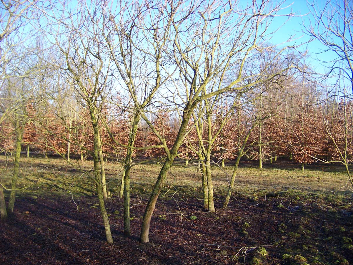 Koelreuteria paniculata meerstammig / struik meerstammig