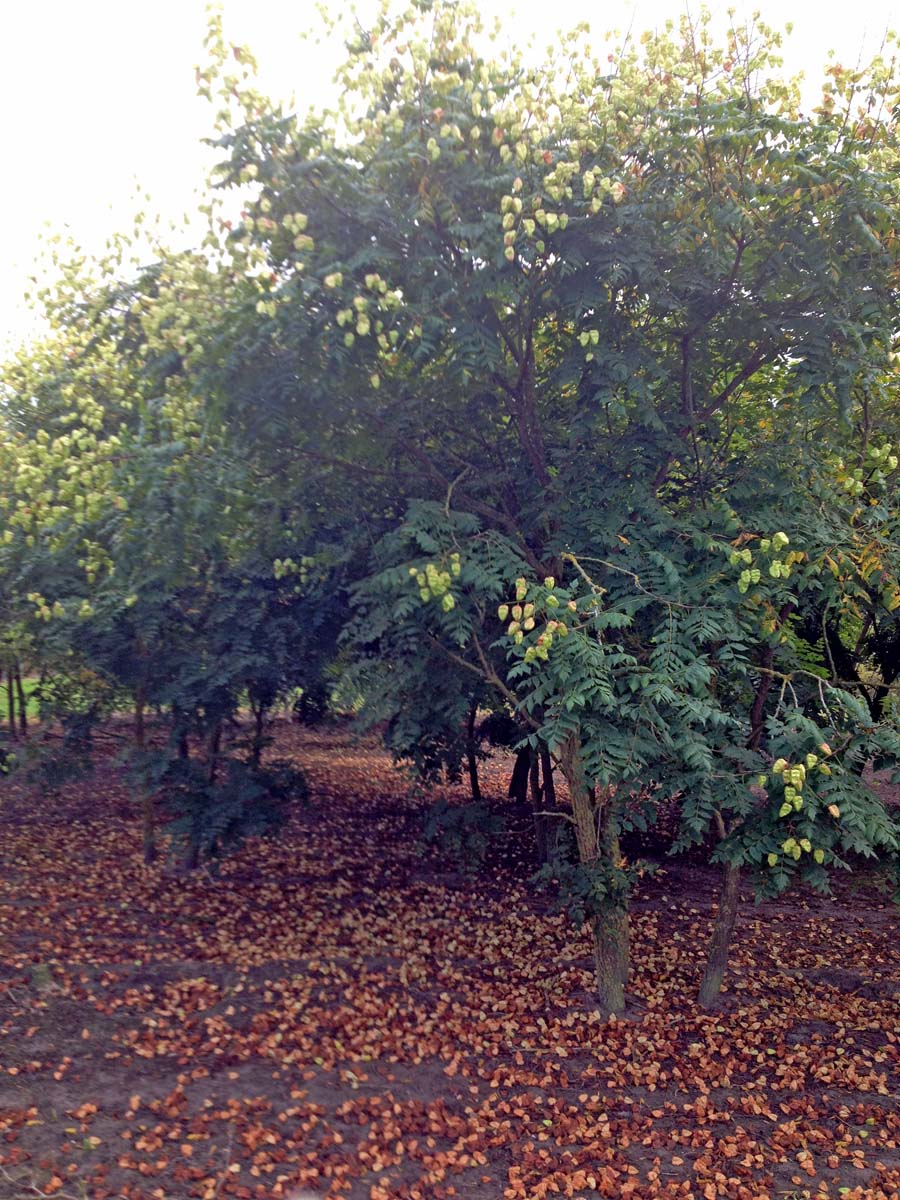 Koelreuteria paniculata meerstammig / struik meerstammig