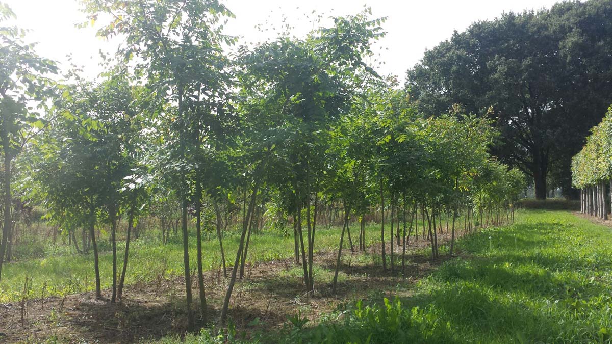 Koelreuteria paniculata meerstammig / struik meerstammig