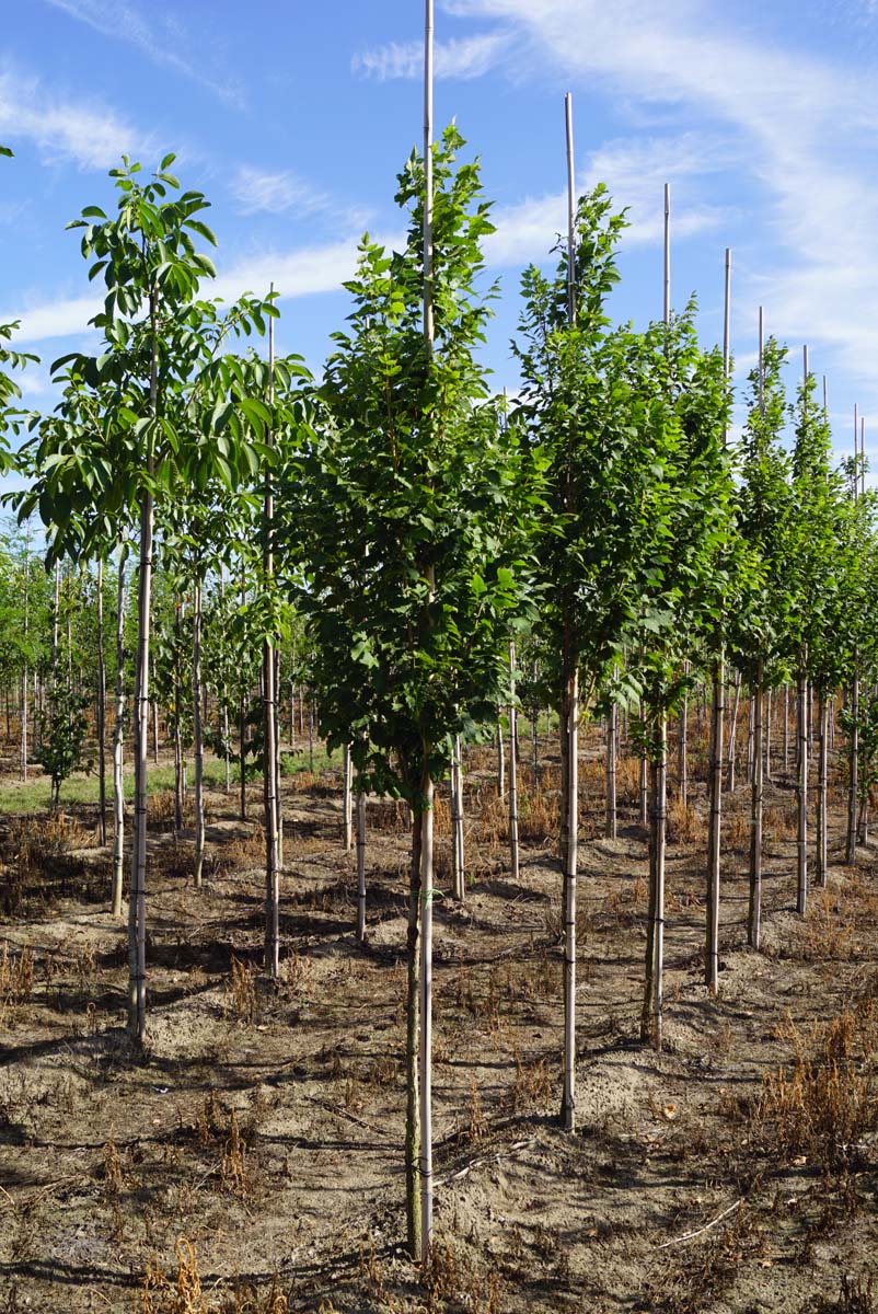 Koelreuteria paniculata 'Fastigiata' op stam op stam
