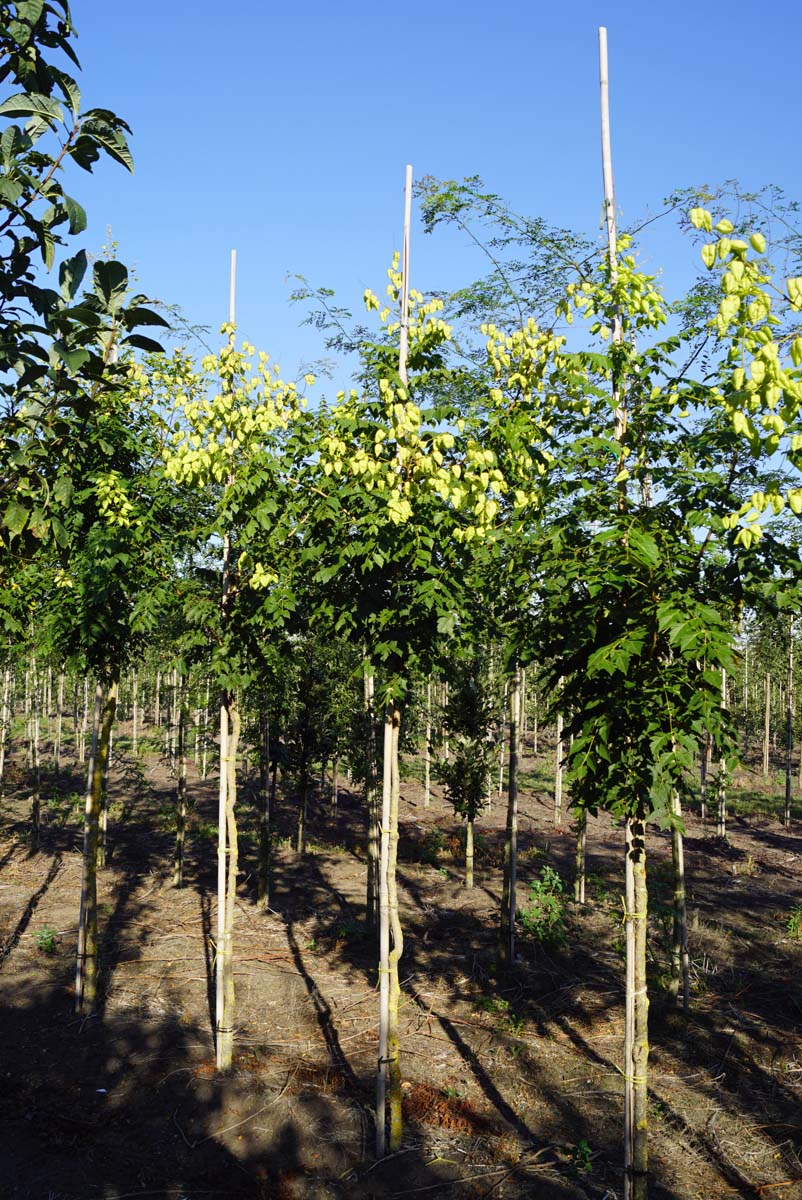 Koelreuteria paniculata 'Rosseels' op stam