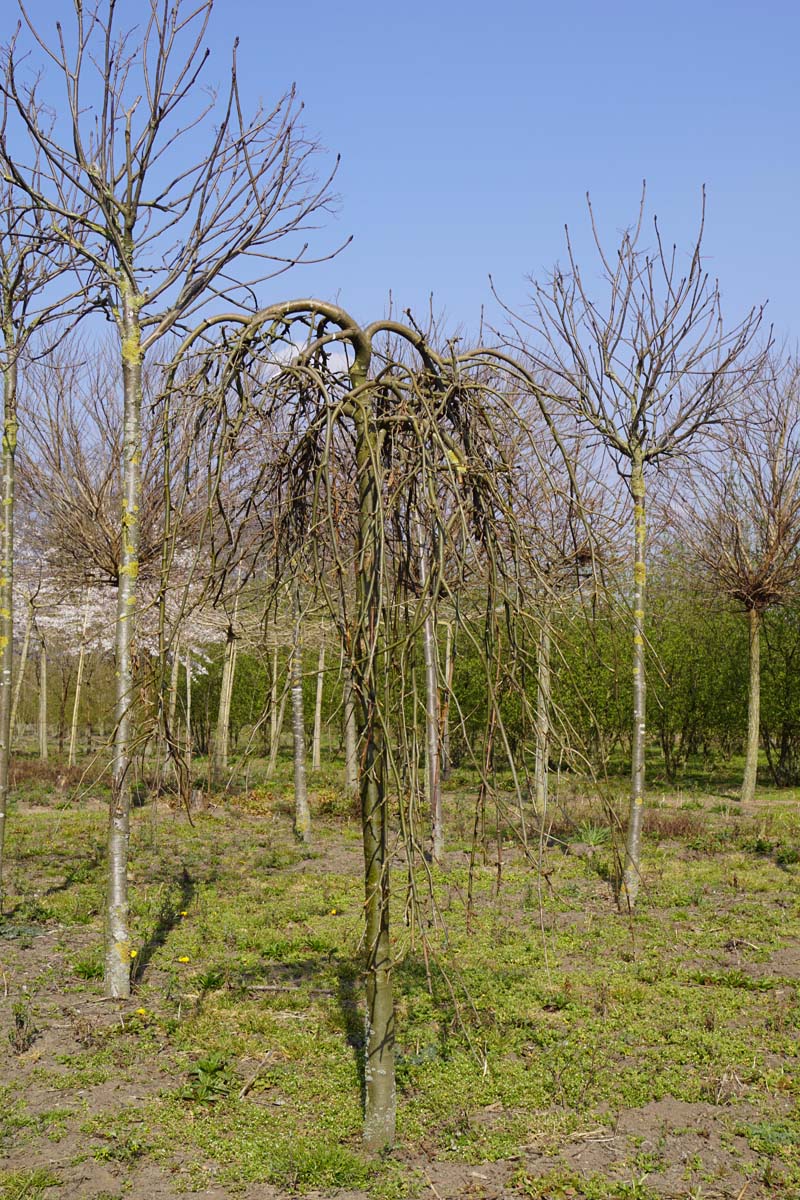 Laburnum alpinum 'Pendulum' op stam