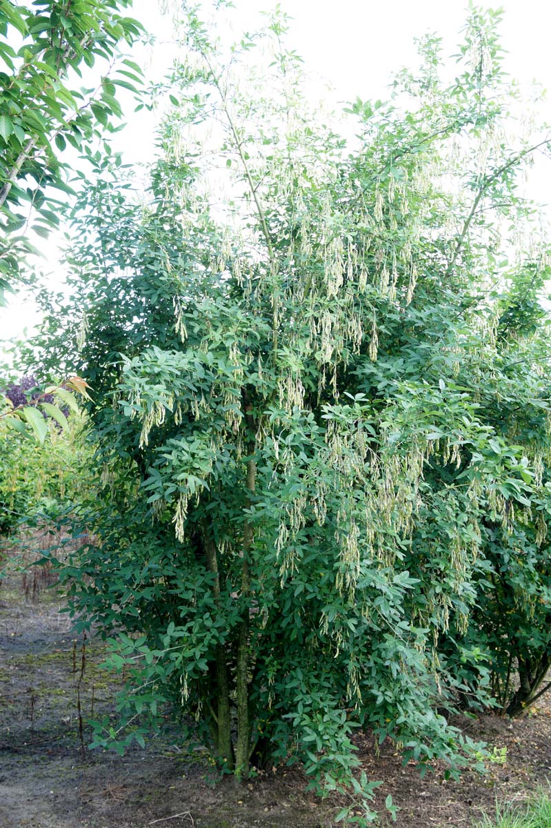 Laburnum anagyroides meerstammig / struik meerstammig