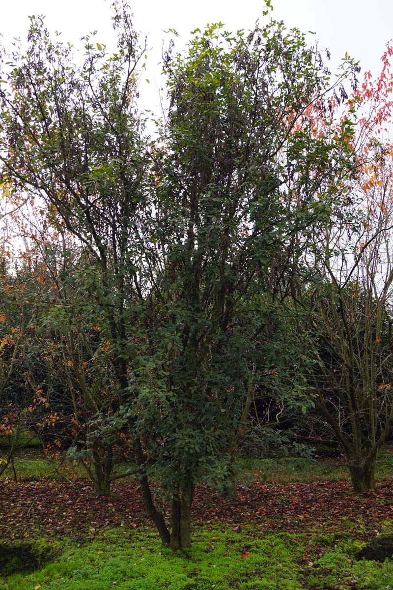 Laburnum anagyroides meerstammig / struik meerstammig