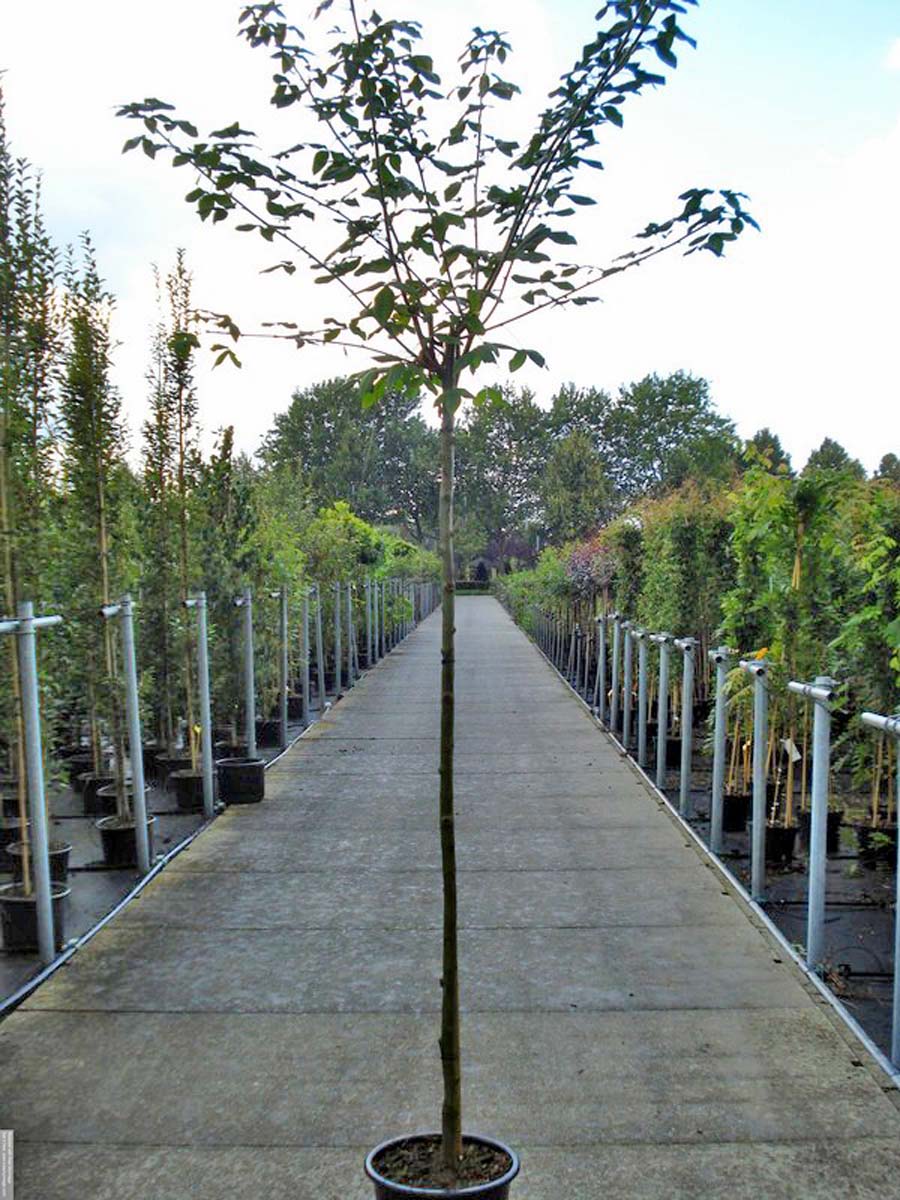 Laburnum watereri 'Vossii' op stam op stam