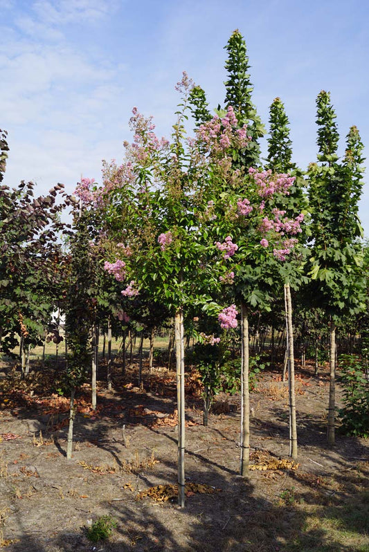 Lagerstroemia indica op stam op stam