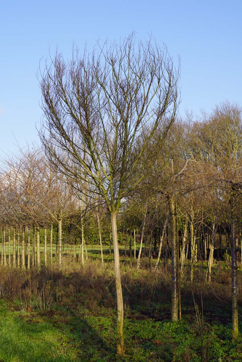 Lagerstroemia indica op stam op stam