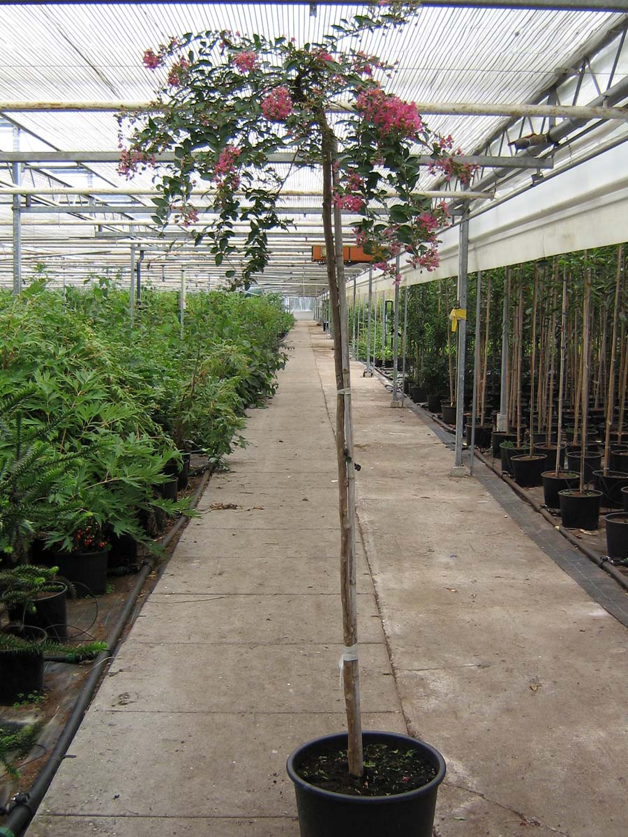 Lagerstroemia indica 'Petite Red' op stam op stam