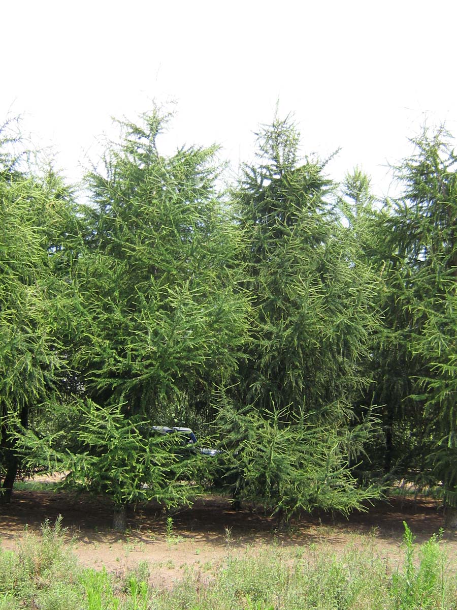 Larix decidua solitair solitair