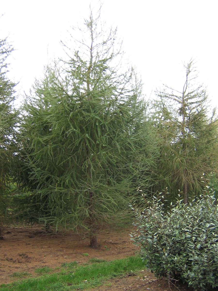 Larix decidua solitair solitair