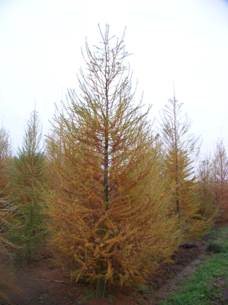 Larix decidua solitair solitair