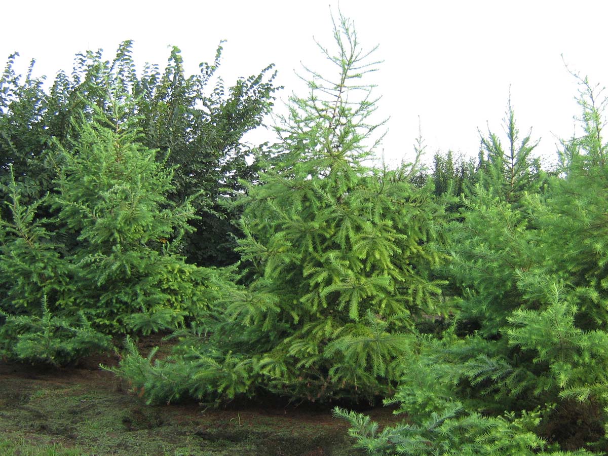 Larix kaempferi solitair solitair