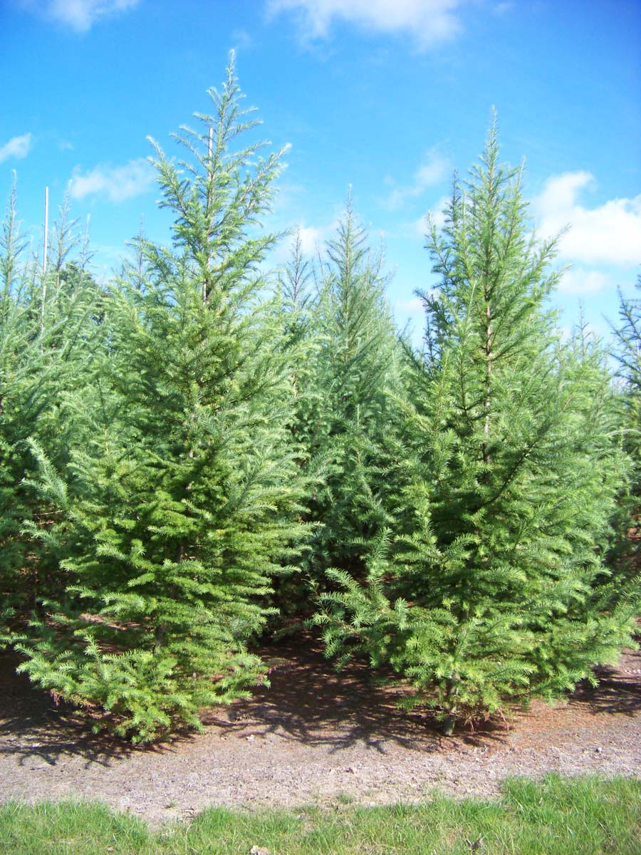 Larix kaempferi solitair solitair