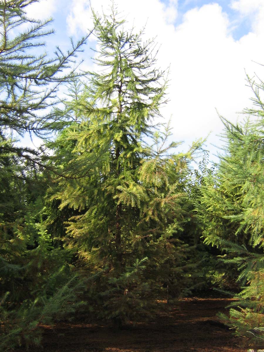 Larix kaempferi solitair solitair