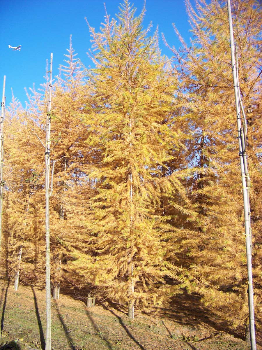 Larix kaempferi solitair solitair