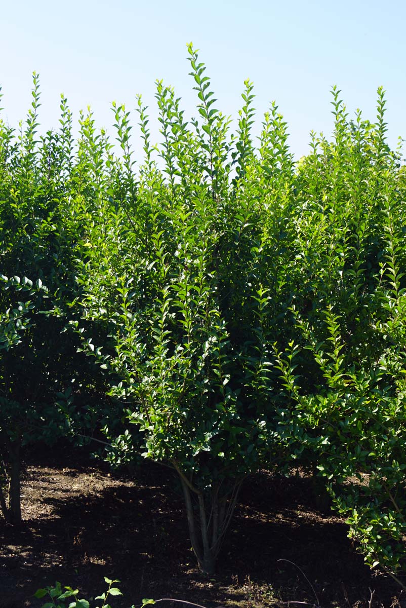 Ligustrum ovalifolium Mehrstämmig / Strauch