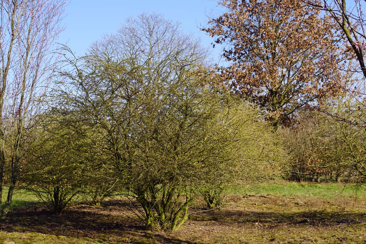 Ligustrum quihoui Mehrstämmig / Strauch
