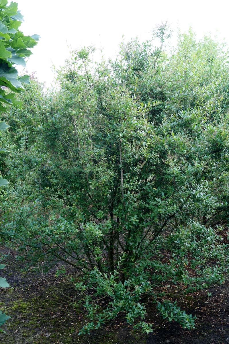Ligustrum vulgare 'Atrovirens' Mehrstmmig / Strauch