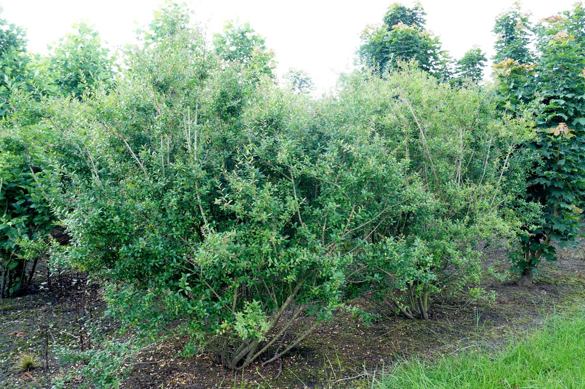Ligustrum vulgare 'Atrovirens' meerstammig / struik struik