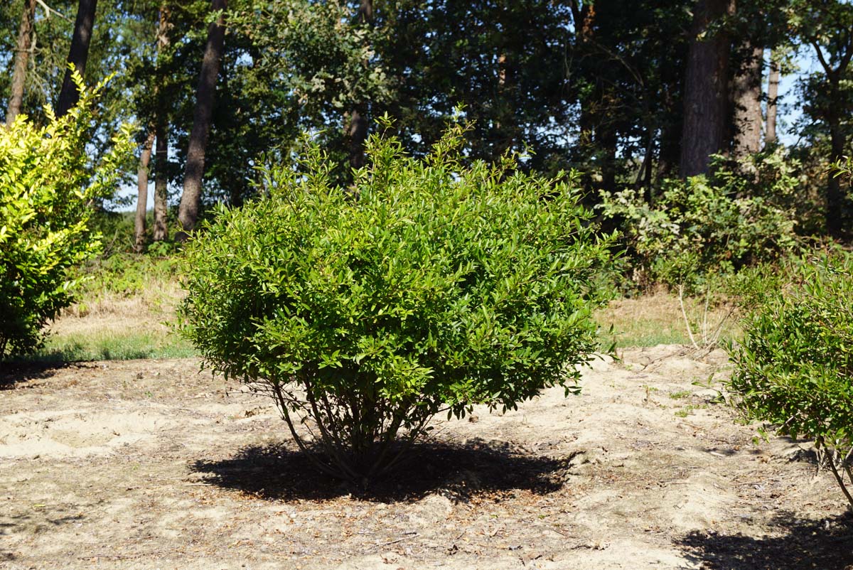 zwerg liguster Ligustrum vulgare 'Lodense' Mehrstämmig / Strauch