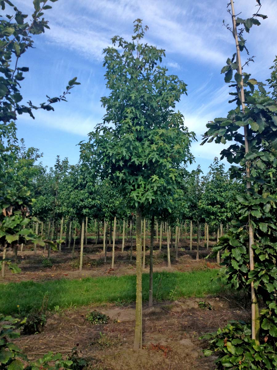 Liquidambar styraciflua op stam op stam