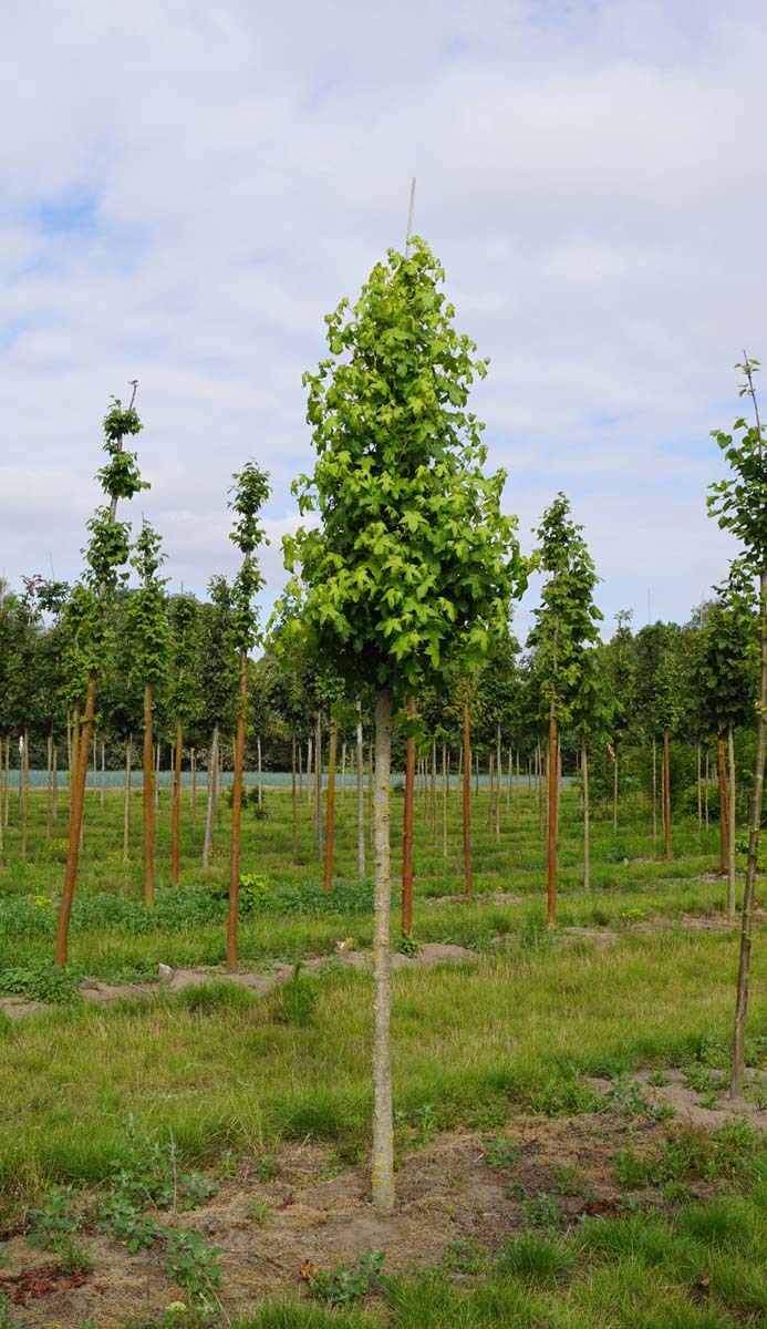 Liquidambar styraciflua 'Golden Sun' op stam op stam