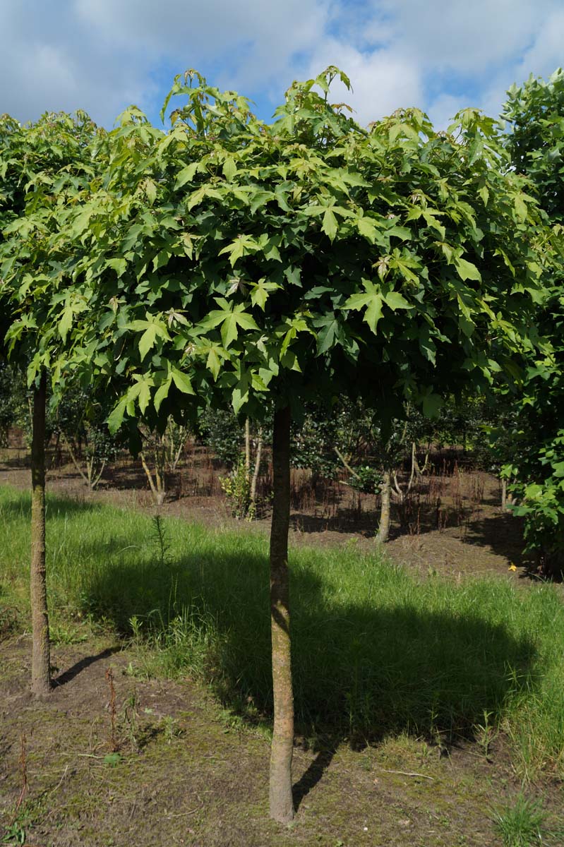 Liquidambar styraciflua 'Gum Ball' auf Stamm