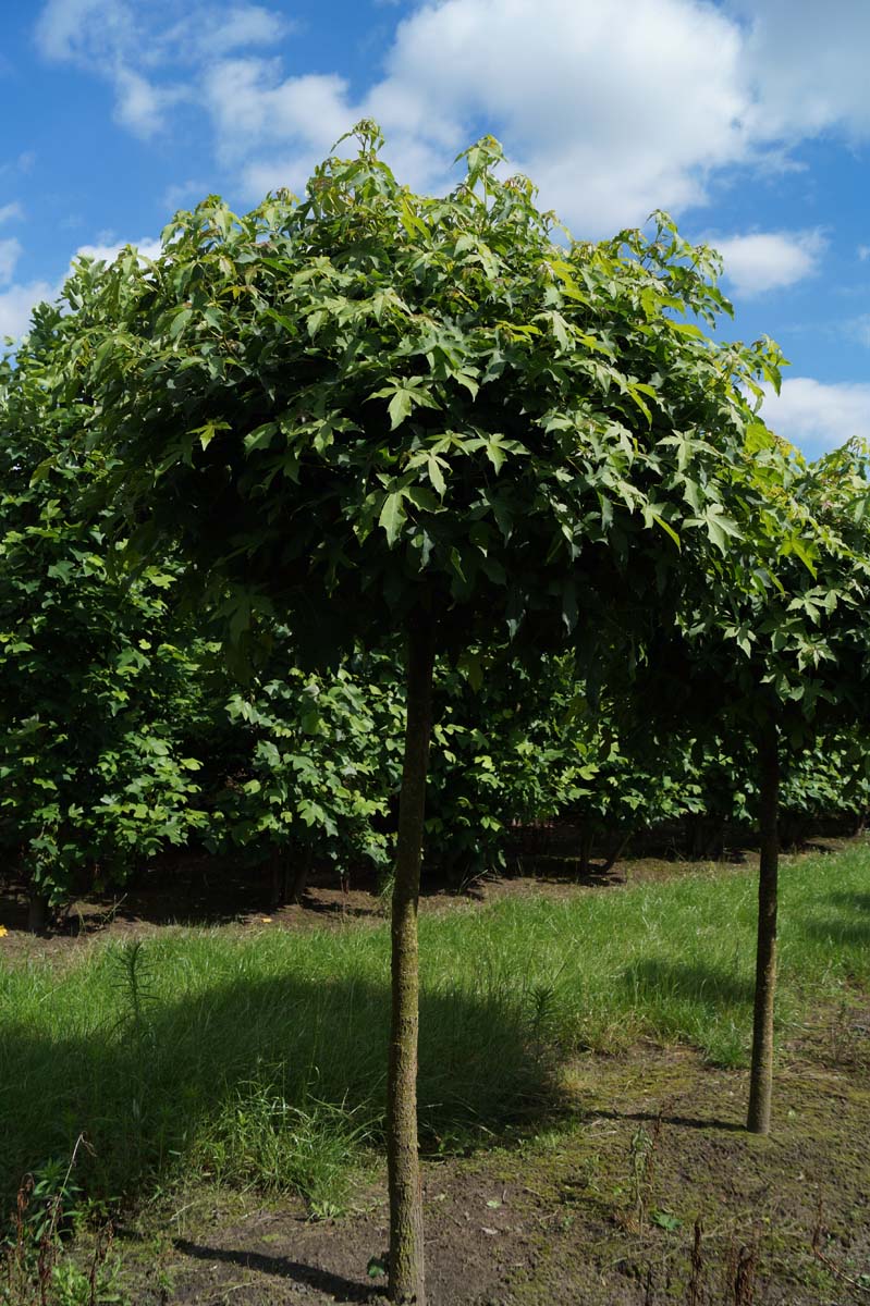 Liquidambar styraciflua 'Gum Ball' op stam op stam