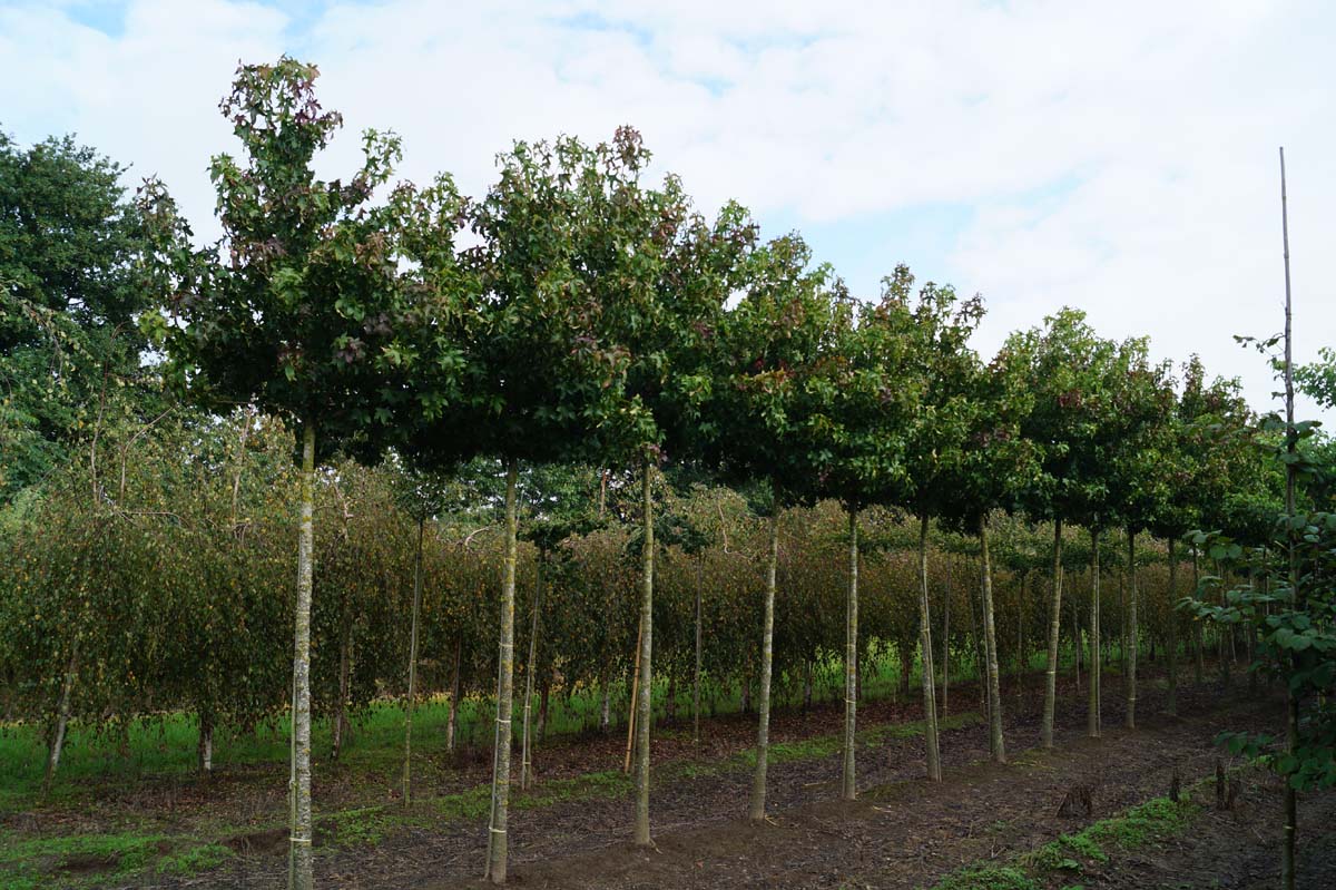 Liquidambar styraciflua 'Gum Ball' op stam op stam