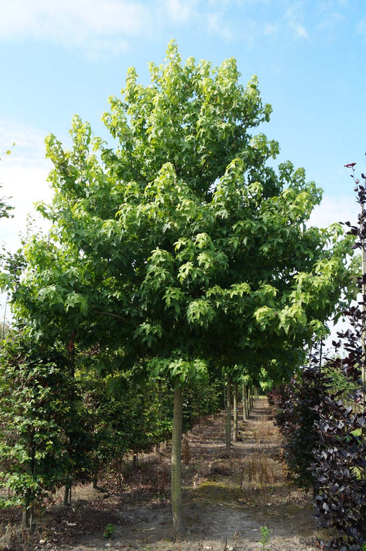 Liquidambar styraciflua 'Lane Roberts' op stam op stam