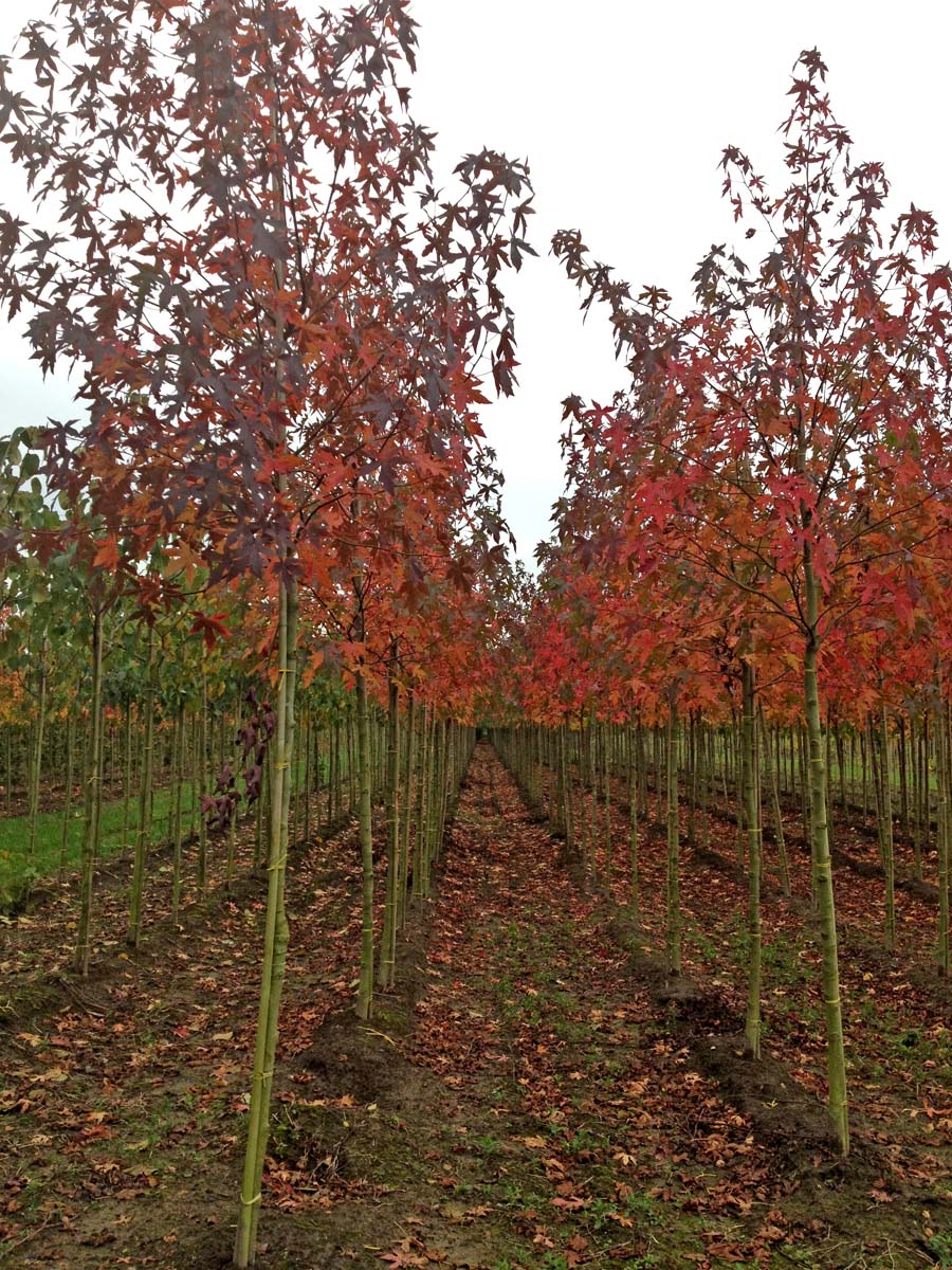 Liquidambar styraciflua 'Lane Roberts' op stam op stam