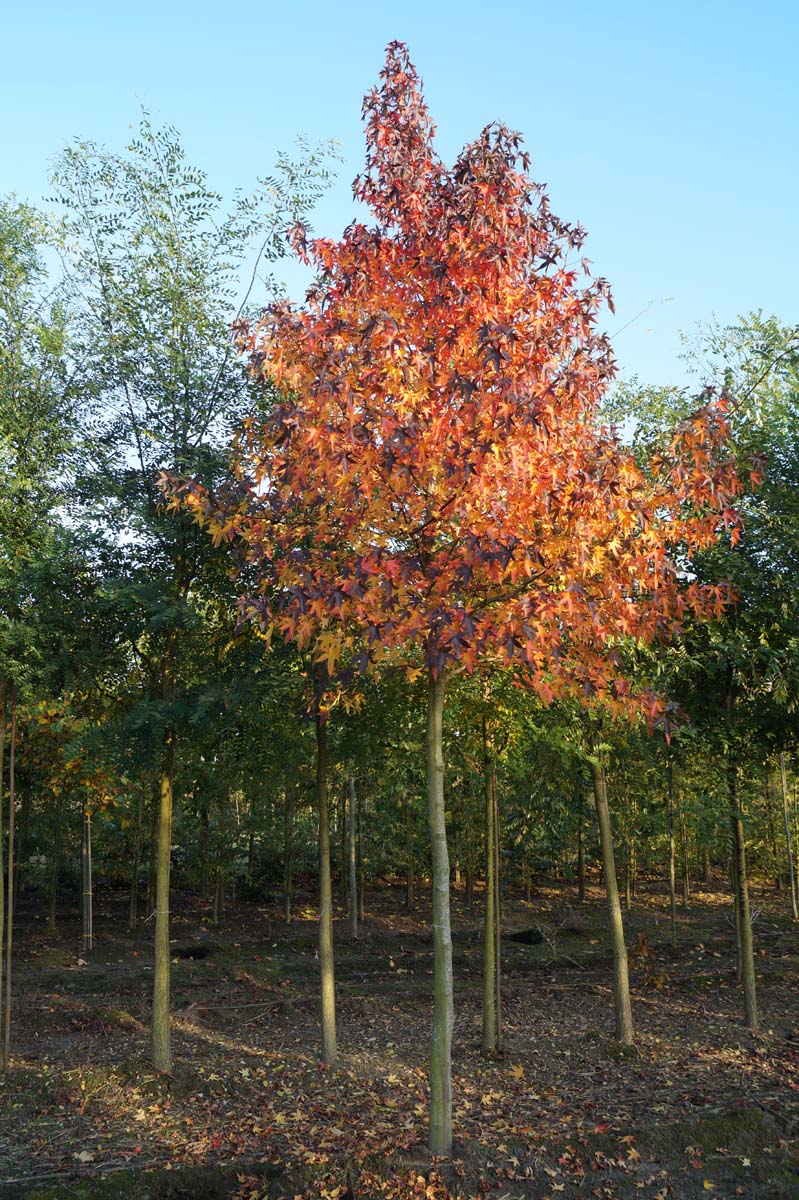 Liquidambar styraciflua 'Moraine' op stam op stam