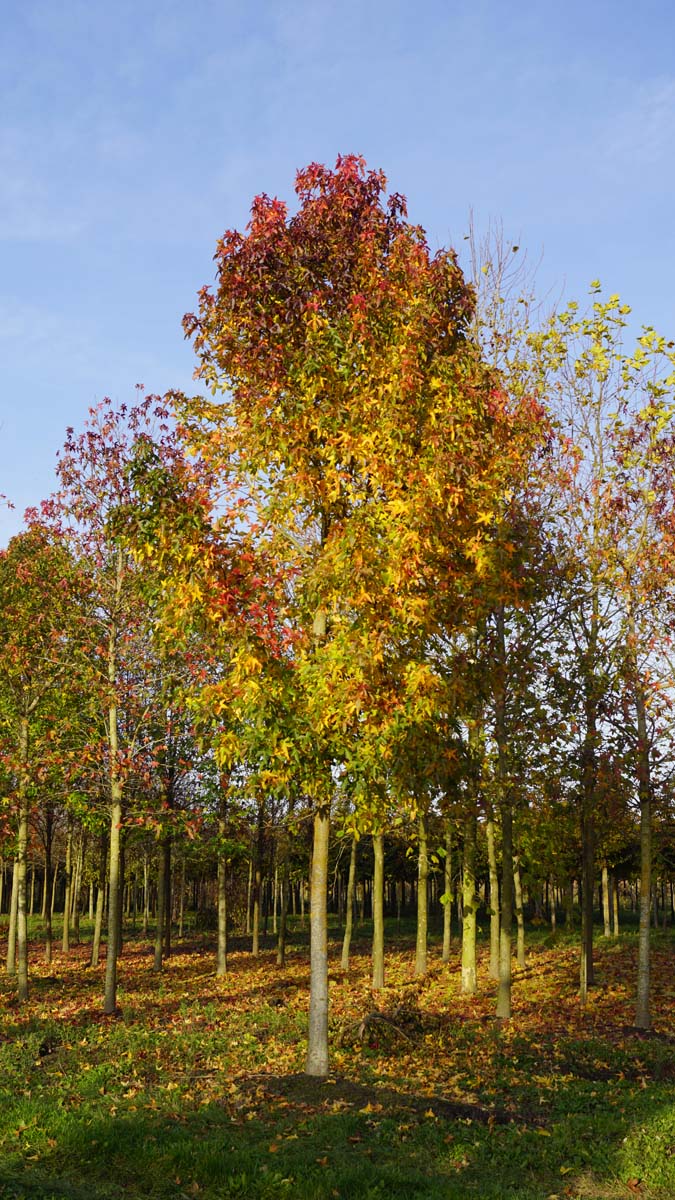 Liquidambar styraciflua 'Palo Alto' op stam op stam