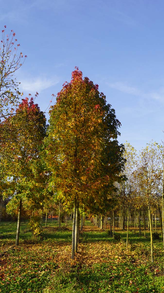 Liquidambar styraciflua 'Palo Alto' op stam op stam
