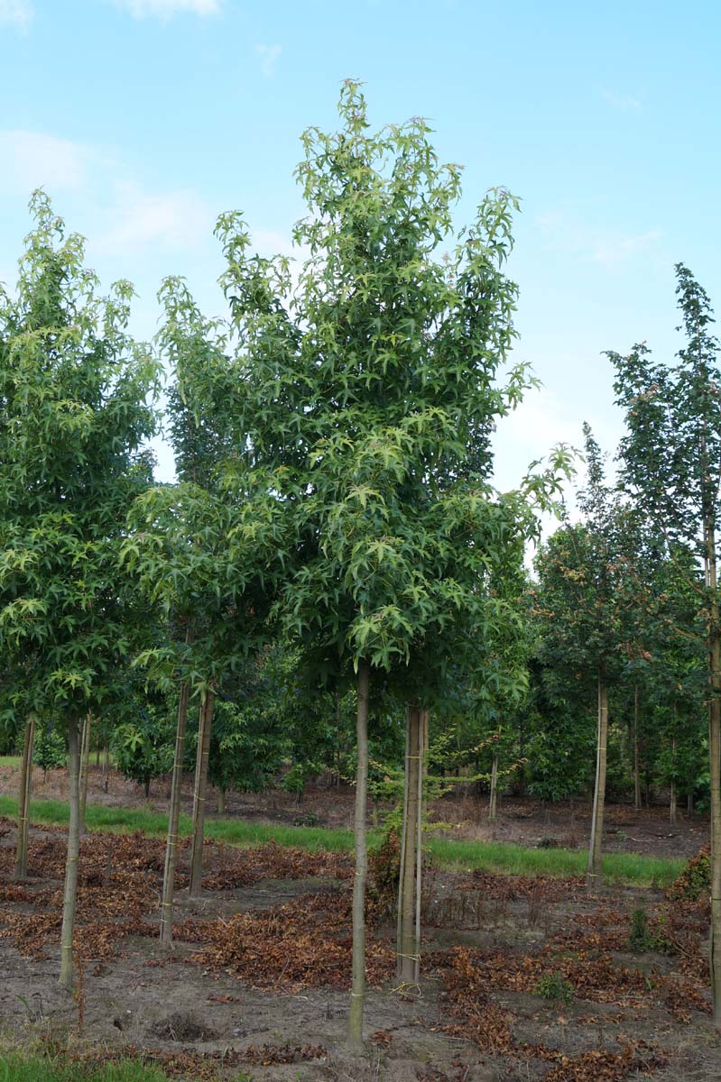 Liquidambar styraciflua 'Parasol' op stam op stam