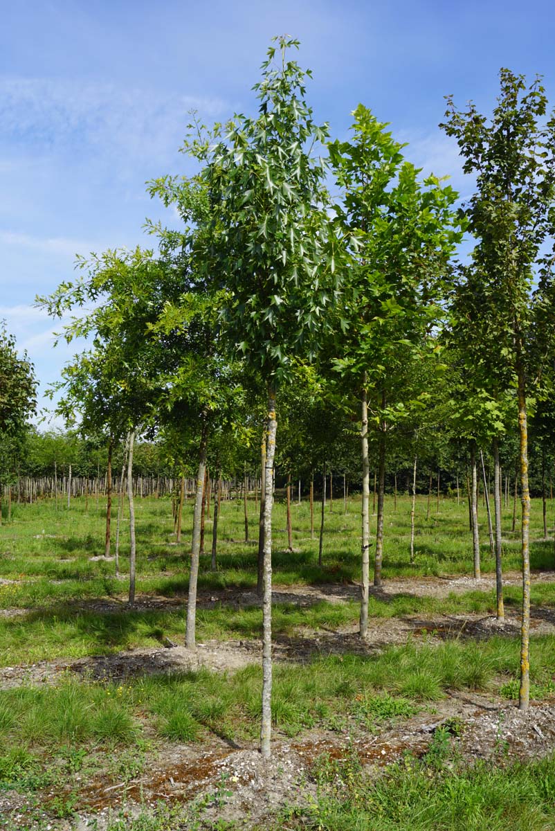 Liquidambar styraciflua 'Simone' op stam op stam