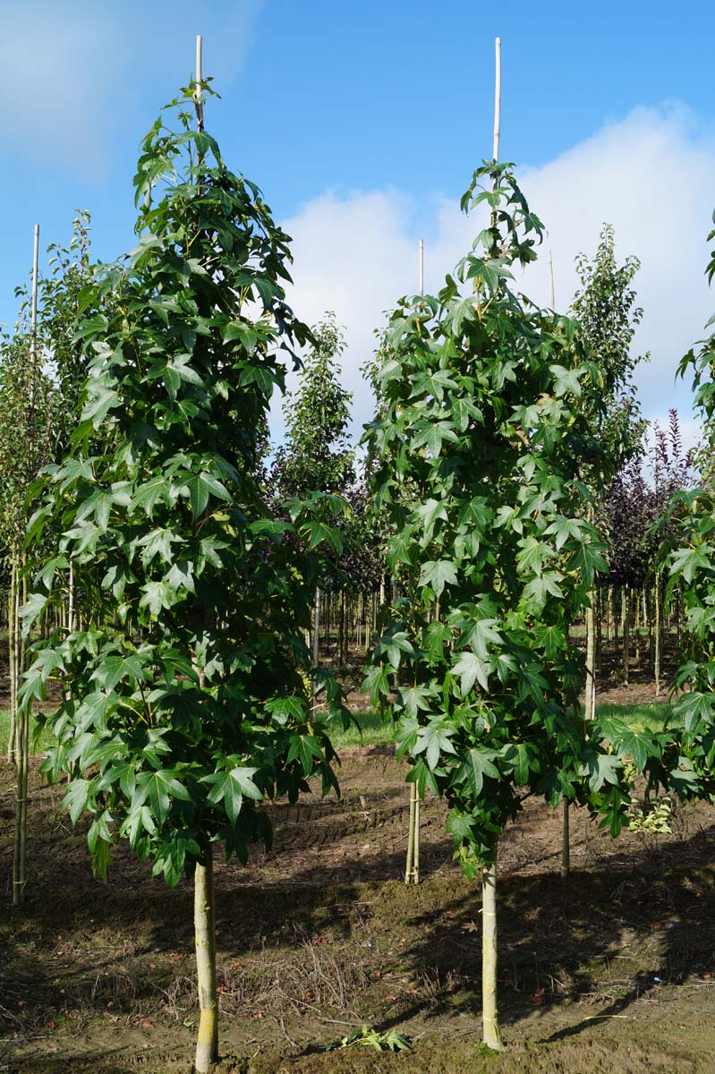 Liquidambar styraciflua 'Simone' op stam op stam