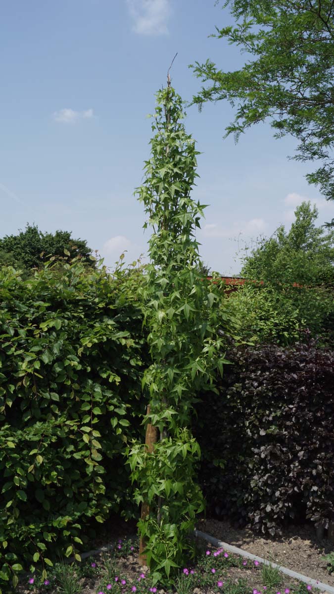 Liquidambar styraciflua 'Slender Silhouette' solitair solitair