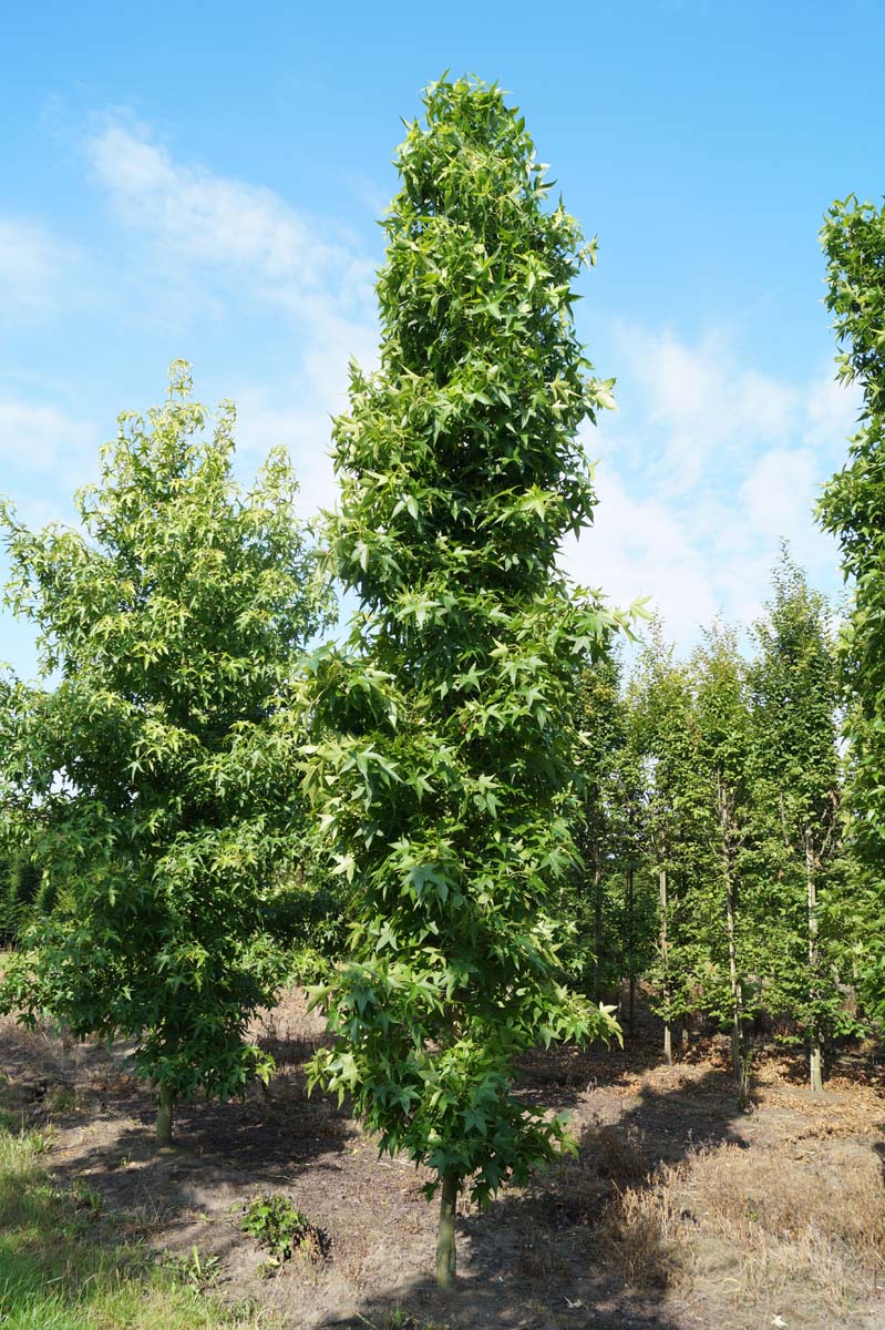 Liquidambar styraciflua 'Slender Silhouette' solitair solitair