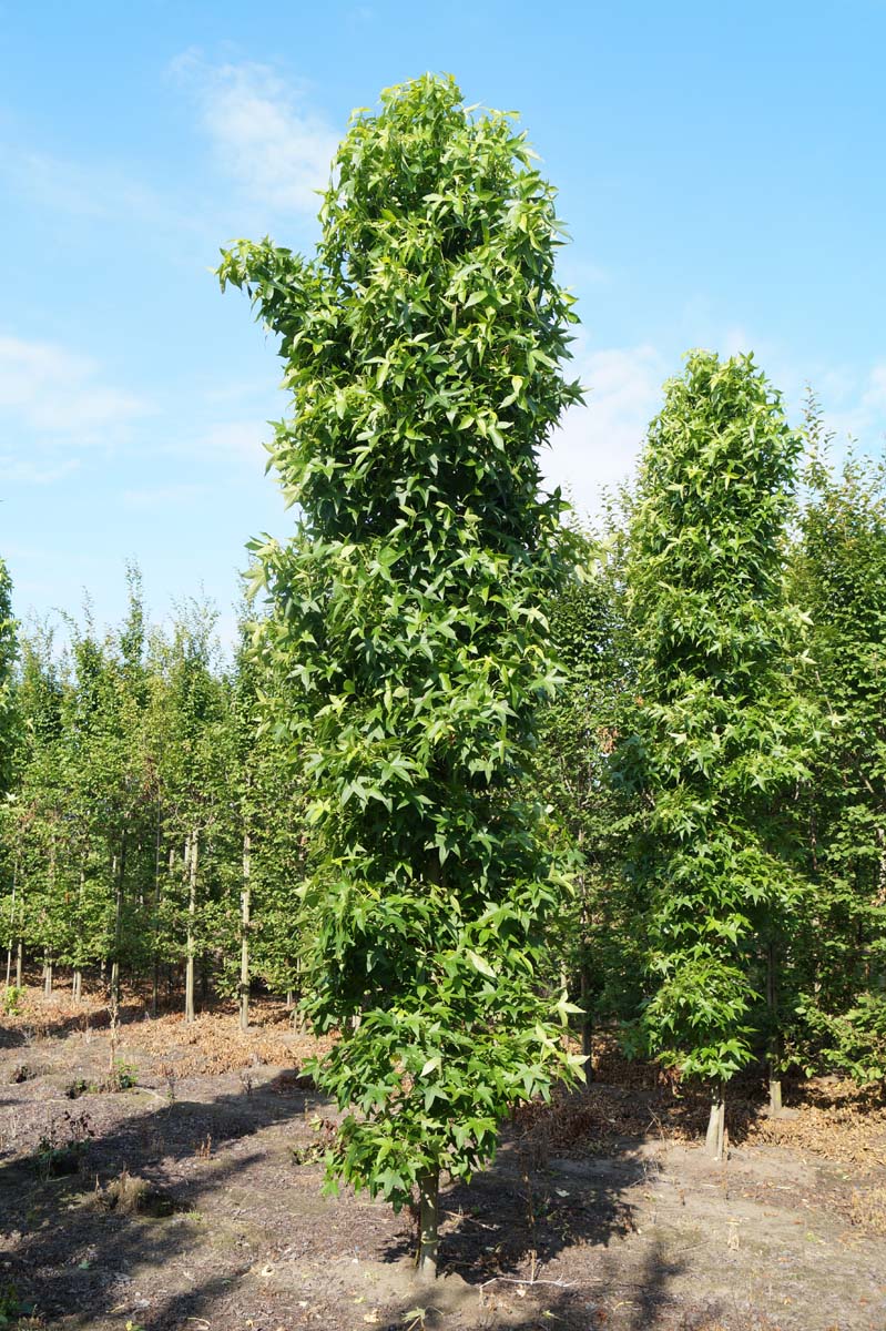 Liquidambar styraciflua 'Slender Silhouette' solitair solitair