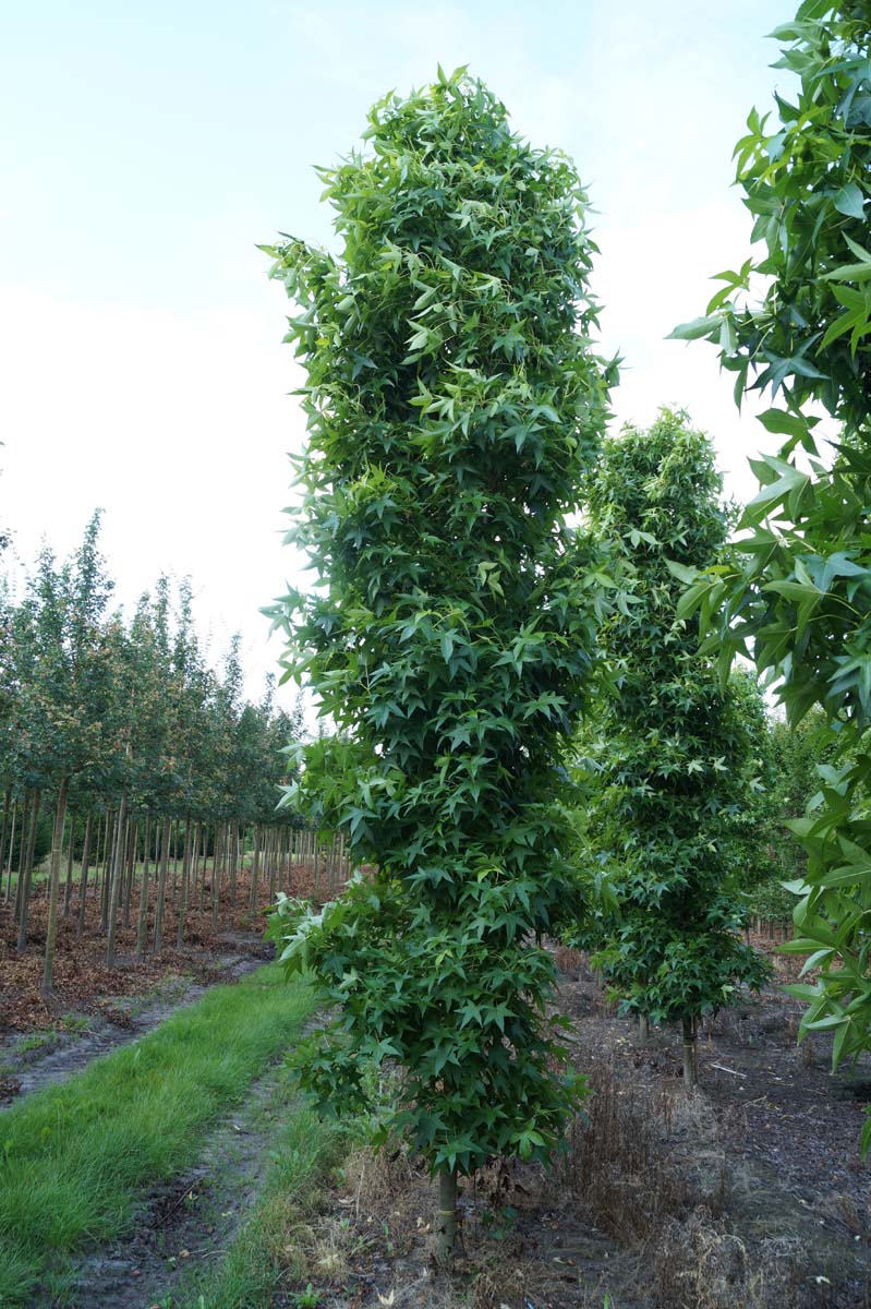 Liquidambar styraciflua 'Slender Silhouette' solitair solitair