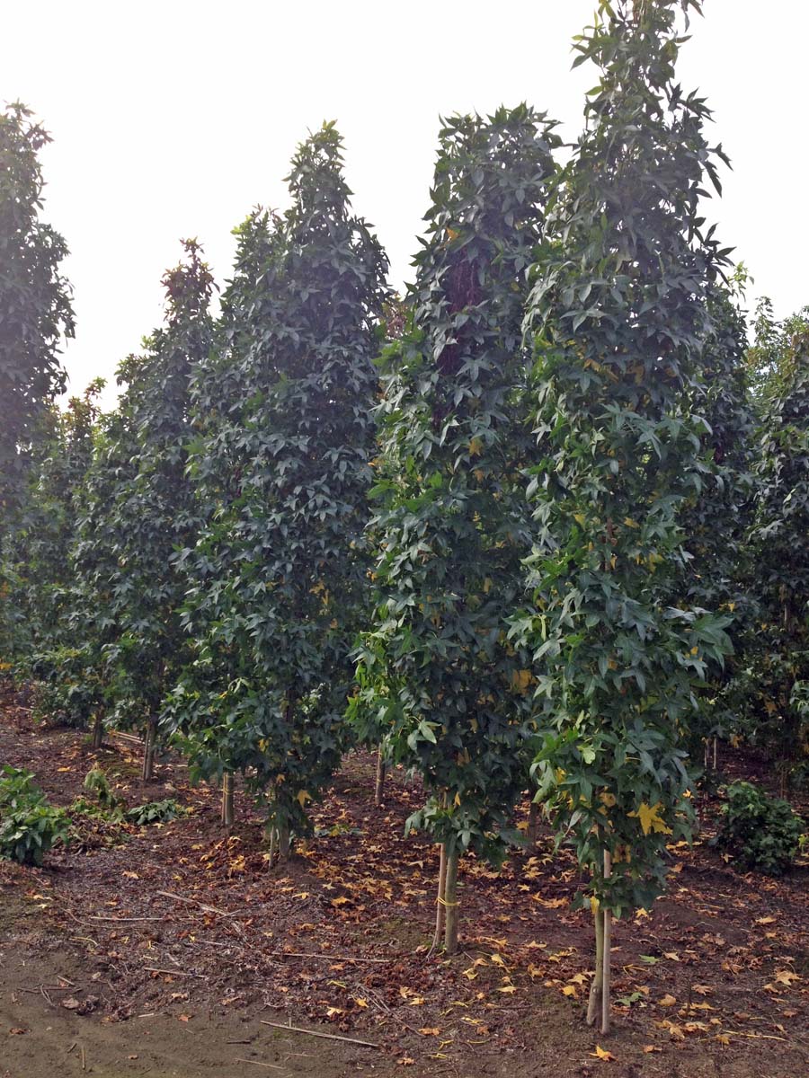 Liquidambar styraciflua 'Slender Silhouette' solitair solitair