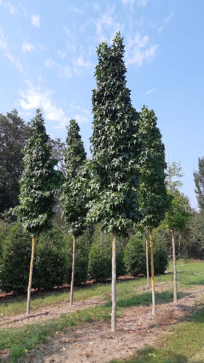 Liquidambar styraciflua 'Slender Silhouette' op stam op stam