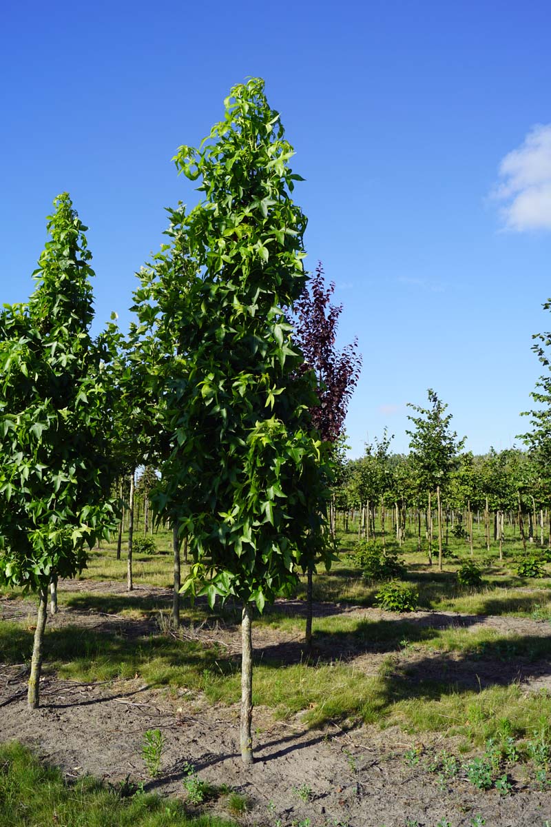 Liquidambar styraciflua 'Slender Silhouette' op stam op stam
