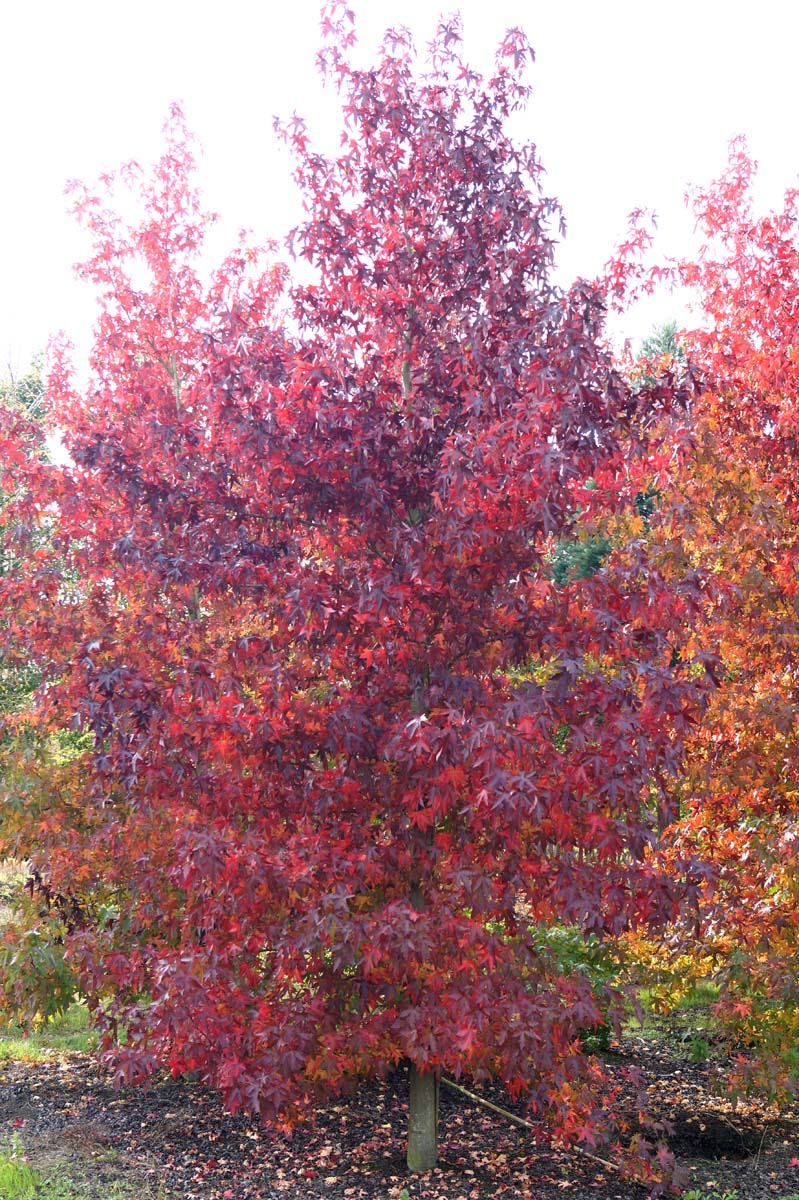 Liquidambar styraciflua 'Worplesdon' solitair solitair