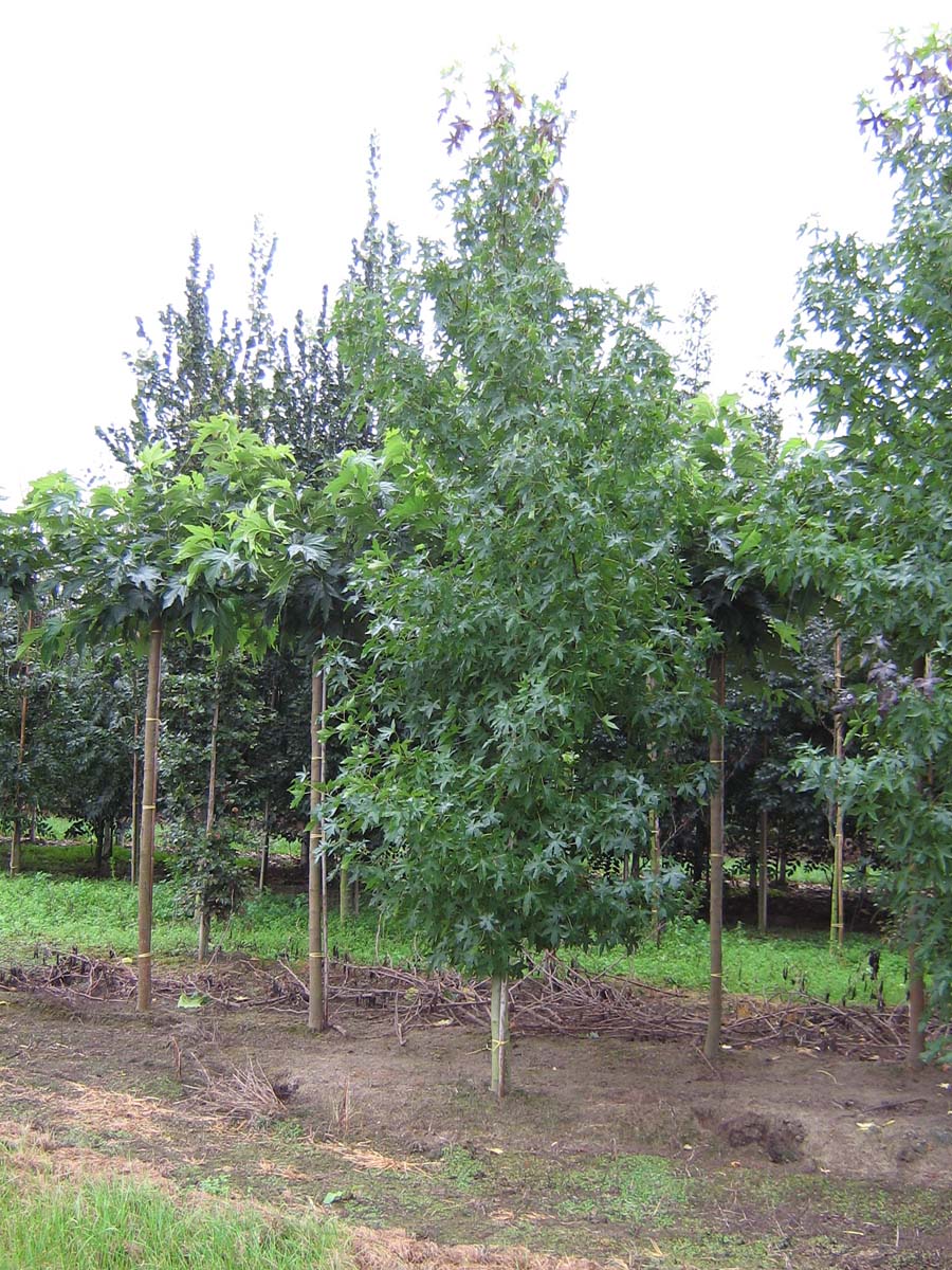 Liquidambar styraciflua 'Worplesdon' solitair solitair