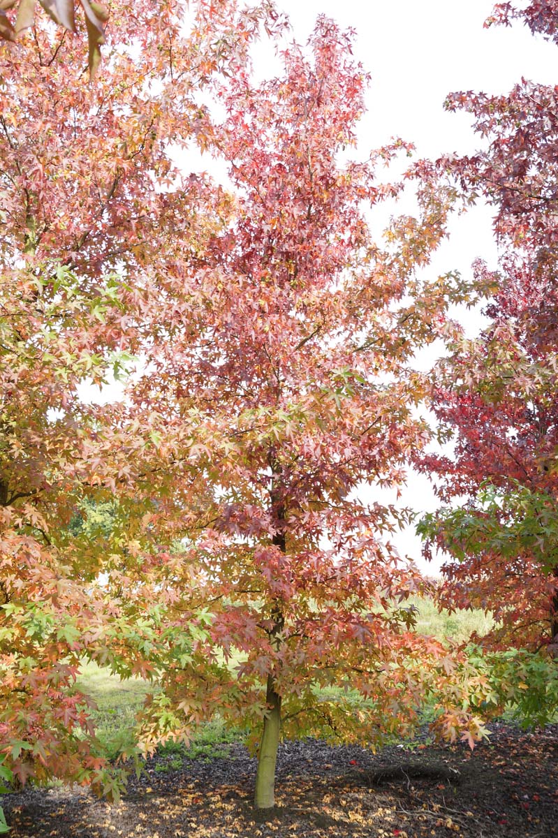 Liquidambar styraciflua 'Worplesdon' solitair solitair